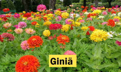 Giniä