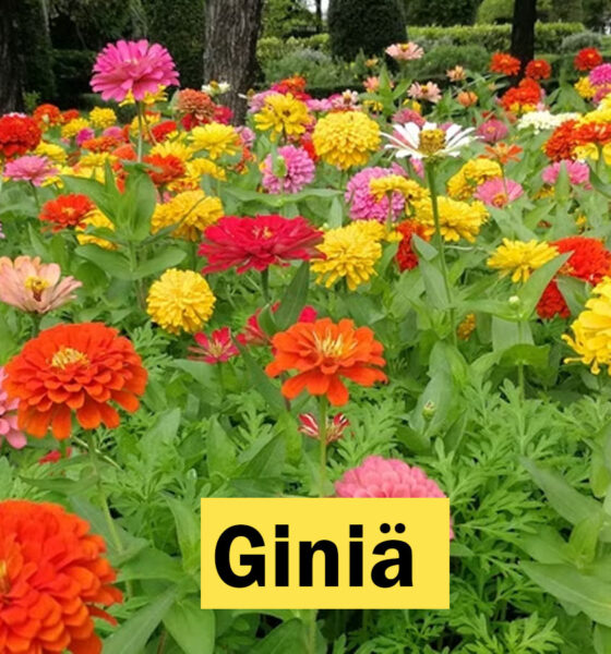 Giniä