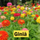 Giniä