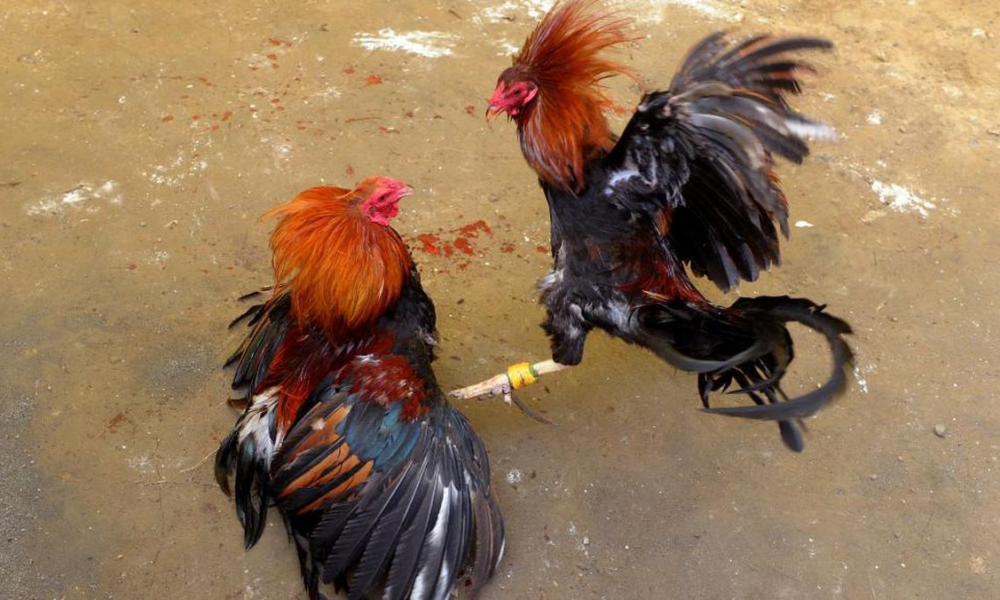 Sabung Ayam Juara100.org Medal