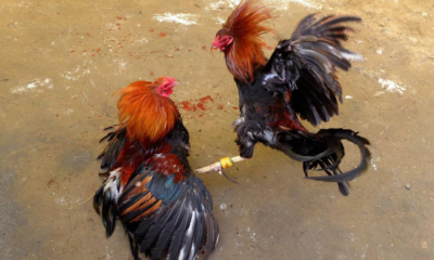 Sabung Ayam Juara100.org Medal