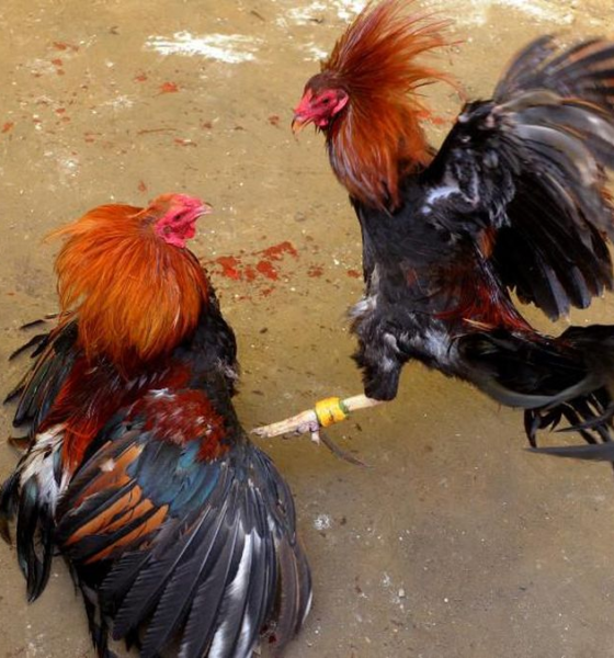 Sabung Ayam Juara100.org Medal