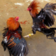 Sabung Ayam Juara100.org Medal
