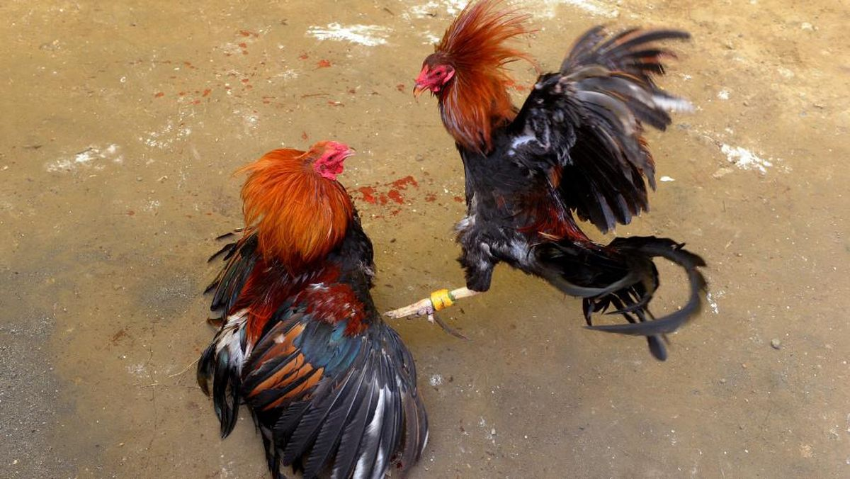 Sabung Ayam Juara100.org Medal