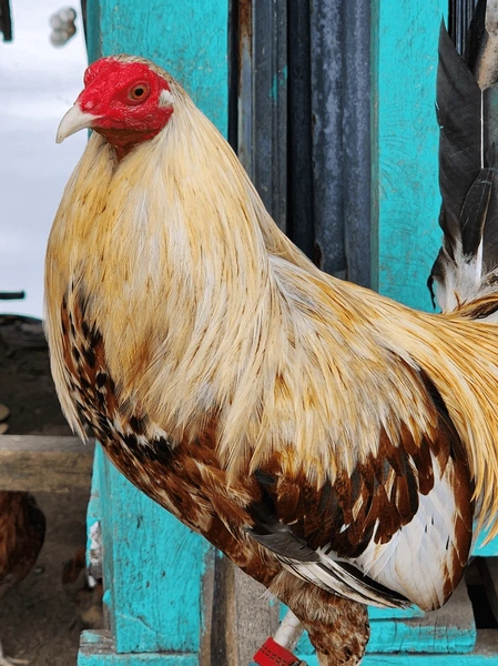 Sabung Ayam Juara100.org Medal